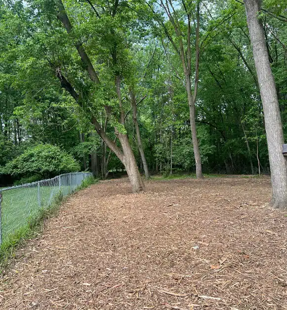 forest mulching service