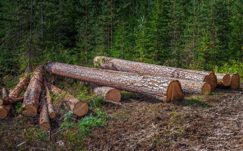 timber clearing service in michigan