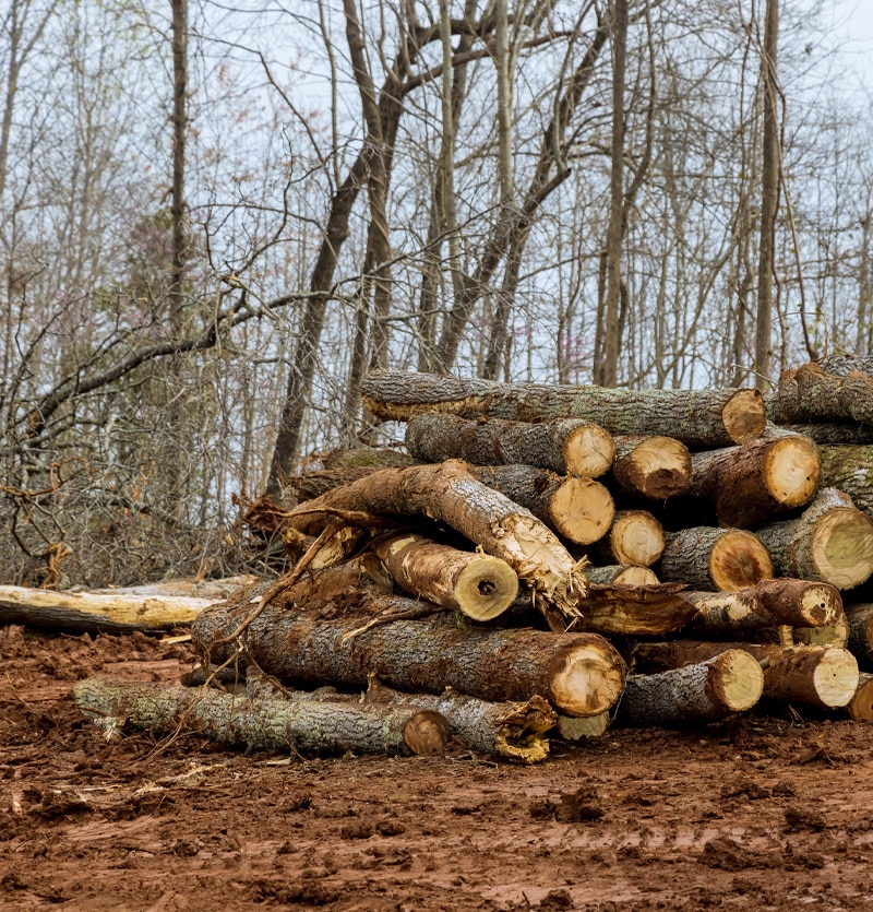 timber clearing
