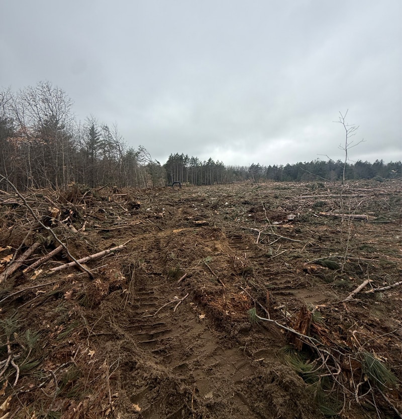 MotorCity Hot Shot- timber clearing specialists