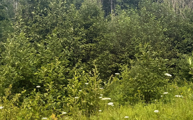 MotorCity Hot Shot - right of way land clearing (before)
